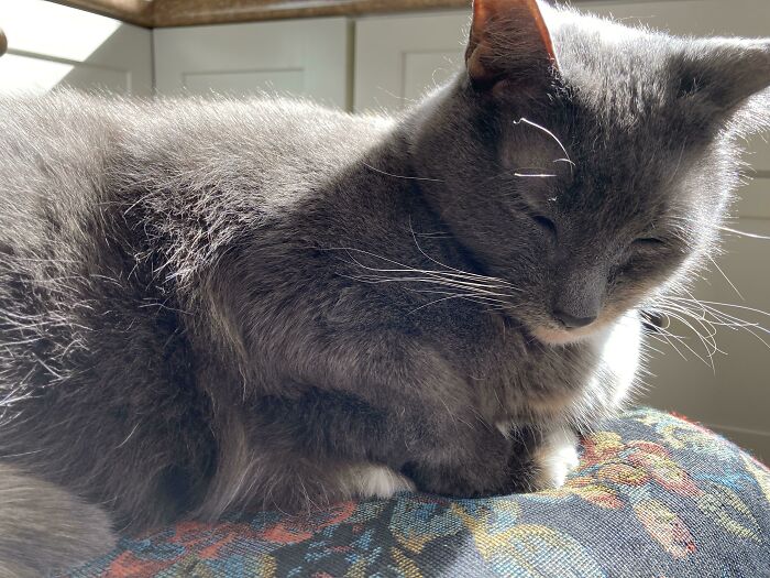 Recently Adopted This Sweet Old Lady. I’ve Been Dragging Her Favorite Chair Across The Kitchen To Keep Her In A Sunbeam All Day