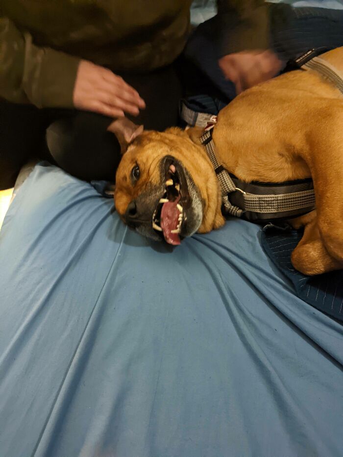 Acabo de adoptar a este tontorrón