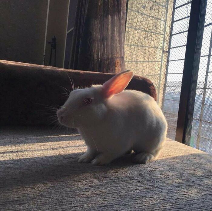 Adopted This Little Bunny