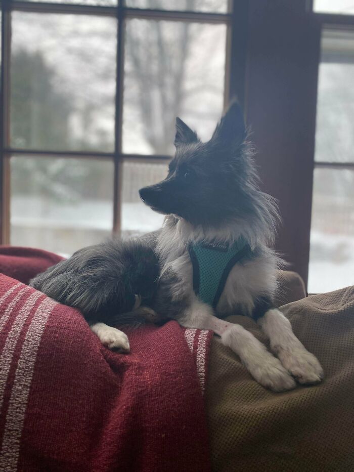 Adopté un nuevo perro hoy. Ya se está adaptando perfectamente