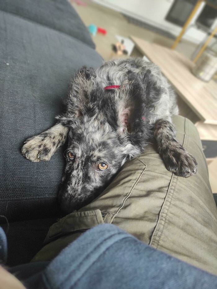 Newly Adopted, Already Mastering The Sad Puppy Face