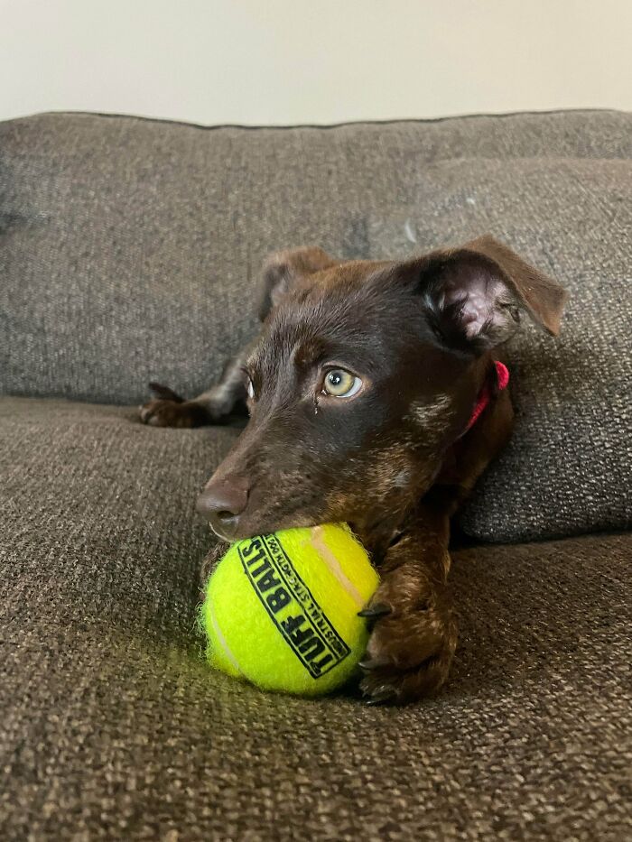 Winnie Is A Three Month Old Labrador Retriever Mix Who Was Adopted From Texas Last Week. She’s Enjoying Life In Canada So Far