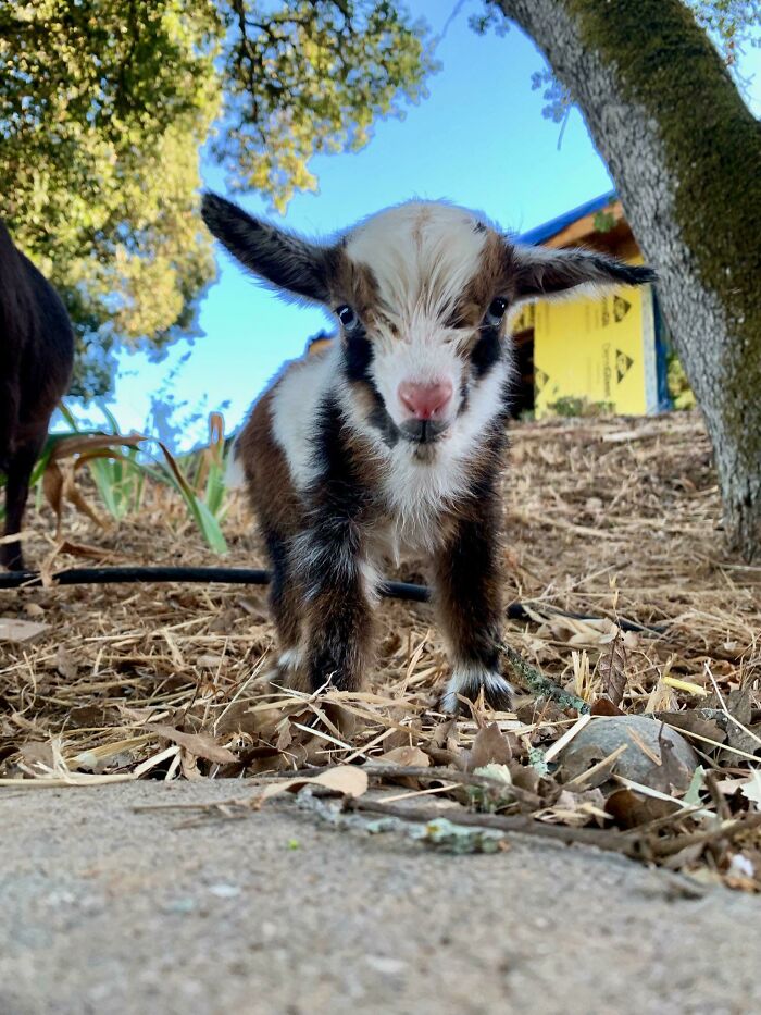 My Name Is Pinto Bean. I’m A Day Old And Have A Nose Shaped Like A Heart
