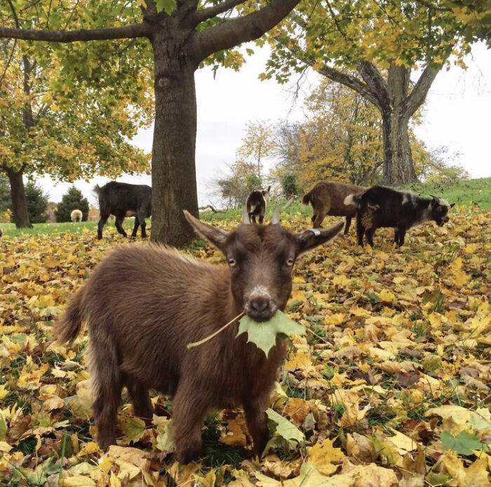 Forget The Leaf Blower And Get A Leaf Eater