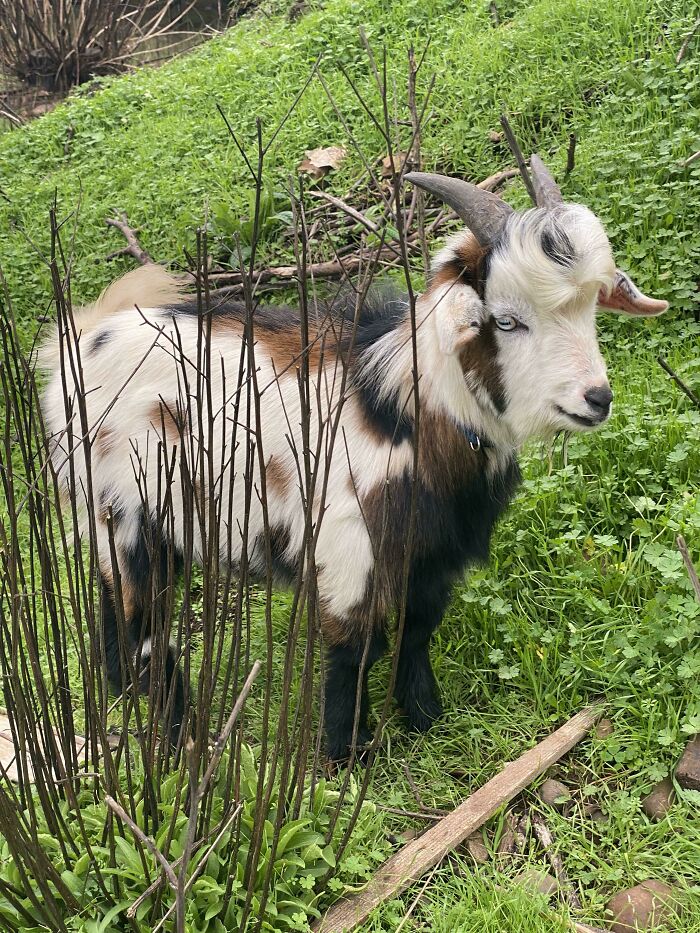 Who Gave Tenzin The Right To Grow These Bangs?