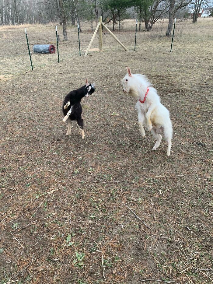 We Got A New Baby Boy To Replace A Buck We Unexpectedly Lost This Week. Edward (White Buck) Was Alone For 3 Days And Getting Depressed. Looks Like He’s Feeling Better And They’re Going To Be Best Buds