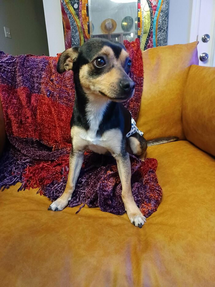 Never Had A Dog Before & Picked Up This Little Man Earlier Today! 