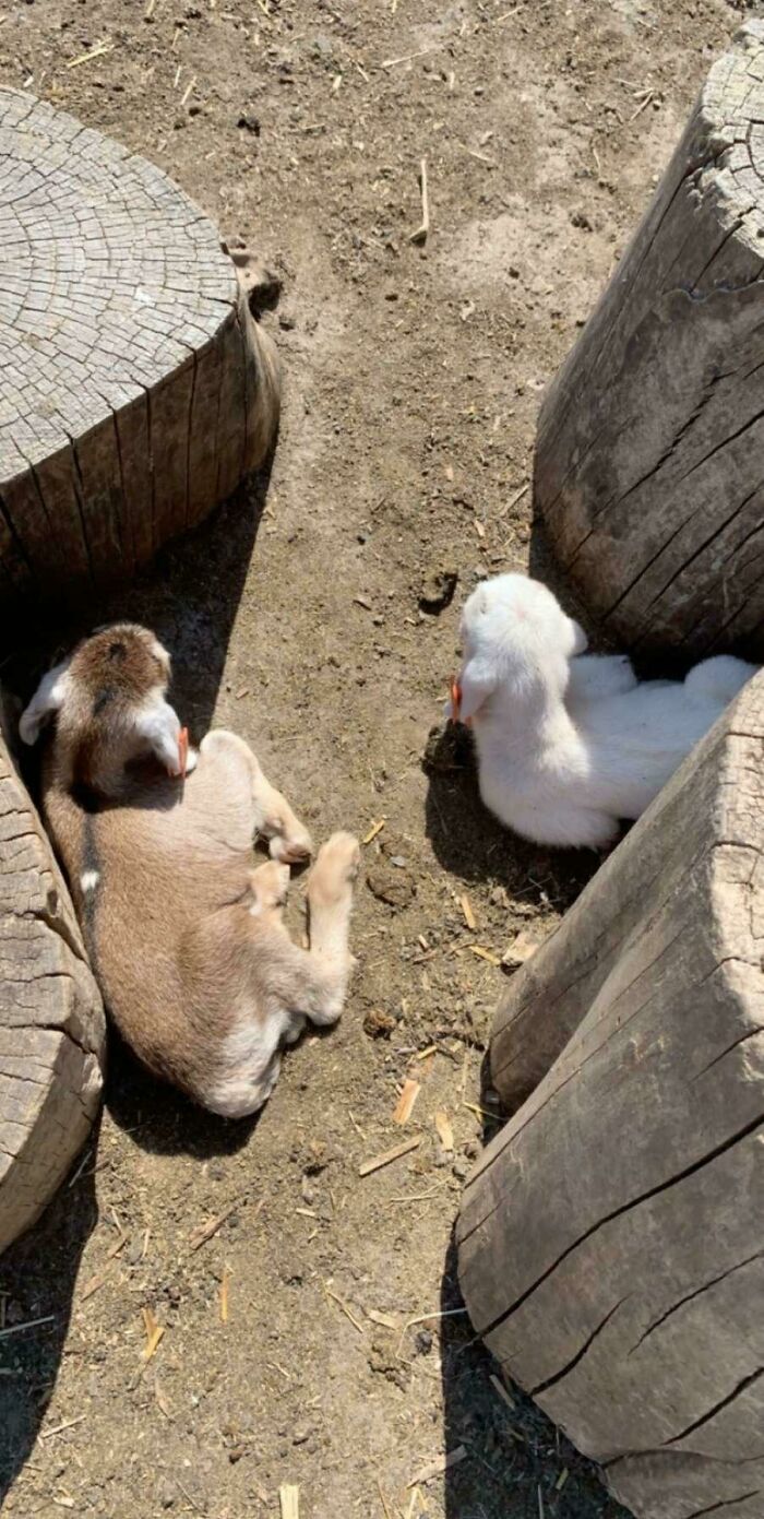 Asked A Goat Lawn Care Service If I Could Come Hug A Goat And So I Got To Play With 70 Goats
