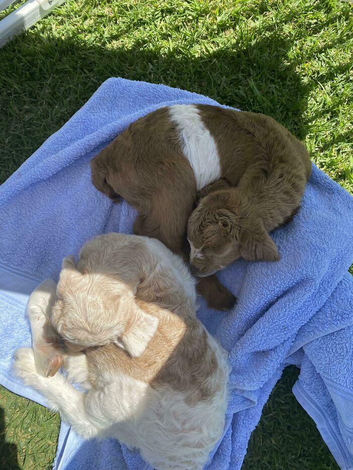 Picked Up My First Two Goats Today! The Adventure Begins!