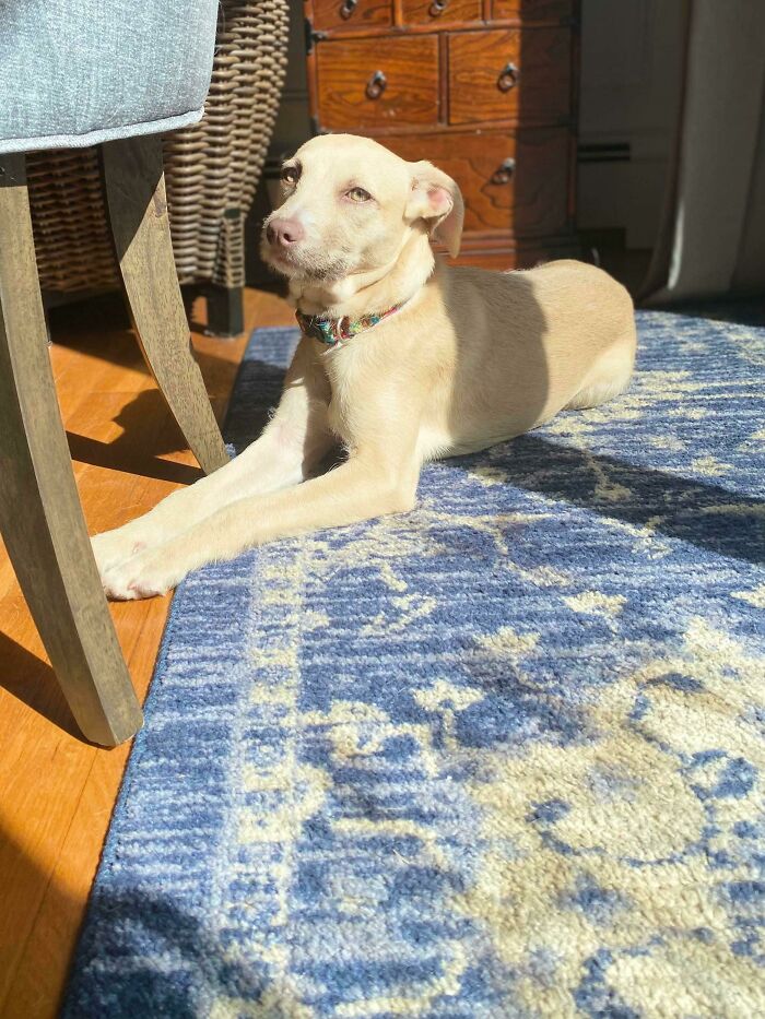 Esta es Luna ¡Mañana termino los trámites de adopción y la recojo!