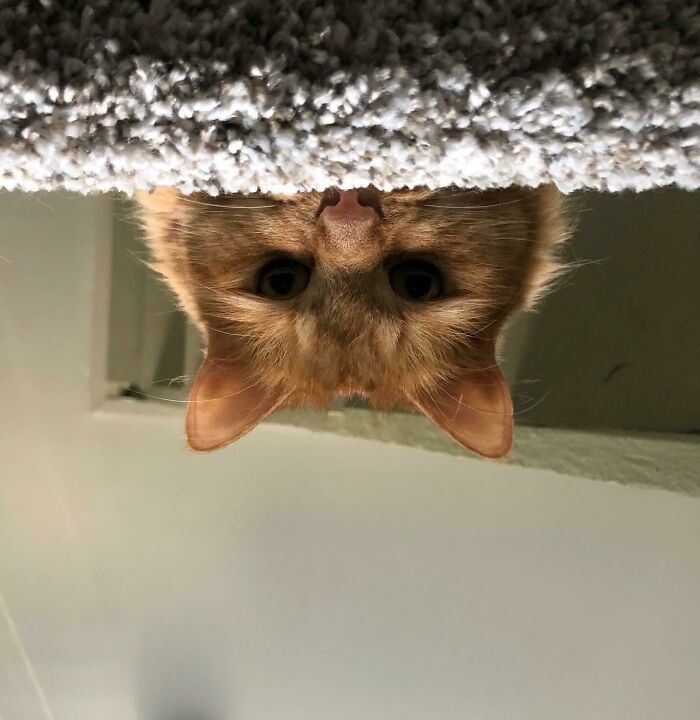 Adoptar a Bonnie ha sido lo mejor que he hecho por mí en mucho tiempo. Bienvenida a casa pequeña