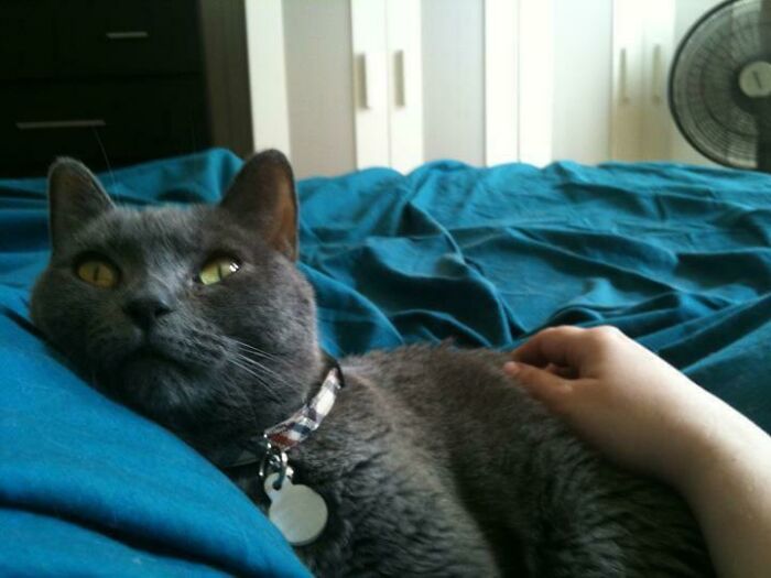 The Cuteness I Woke Up To The First Morning After Adopting Him