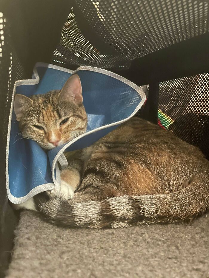 A Timeless Tale: Student Lives Alone And Adopts A Cat, Instantly Become Best Friends