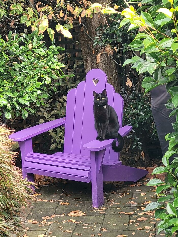 Por fin he sacado una foto en la que Noodle no es sólo una mancha negra. No podría ser más feliz