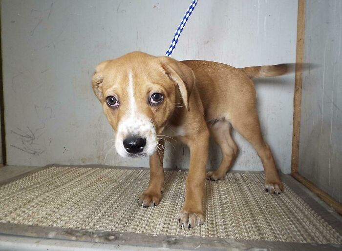 Este es el Capitán Waffles. ¡Lo recogeré de la perrera mañana!