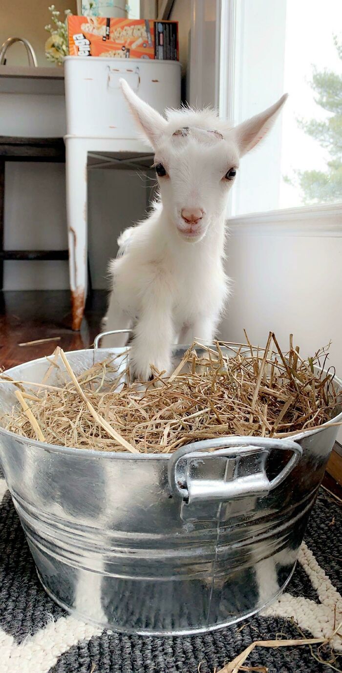 It’s 28 Outside So Sunshine Is Having His Hay In The Dining Room Today