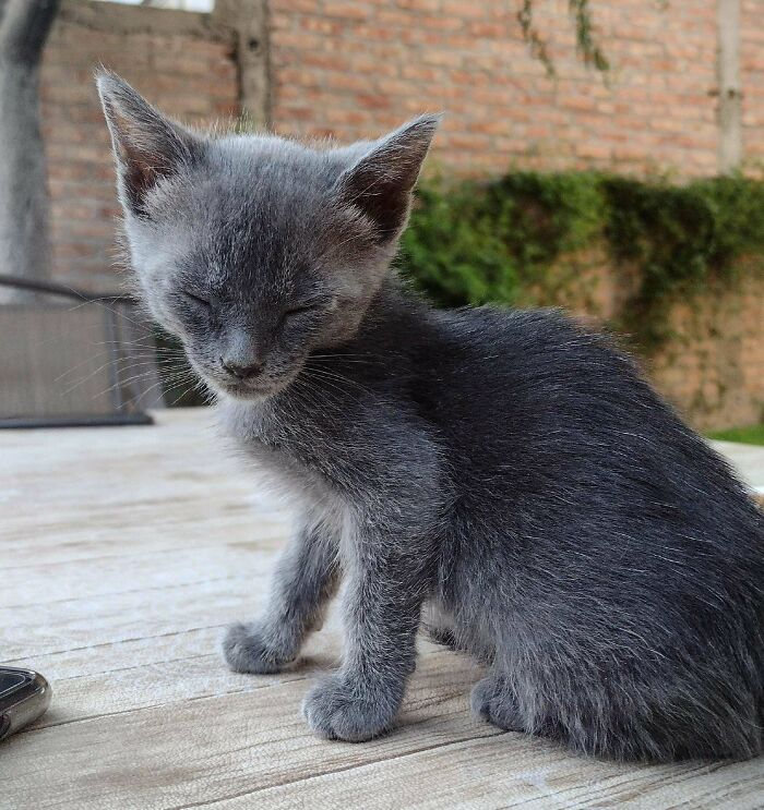 Acabamos de recibir a esta pequeña. Se llama Minerva