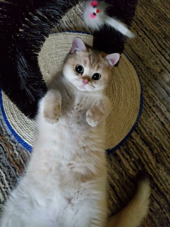 Un rescate de Ucrania. Su nombre es Bella