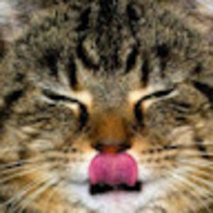 jeanettekelly avatar