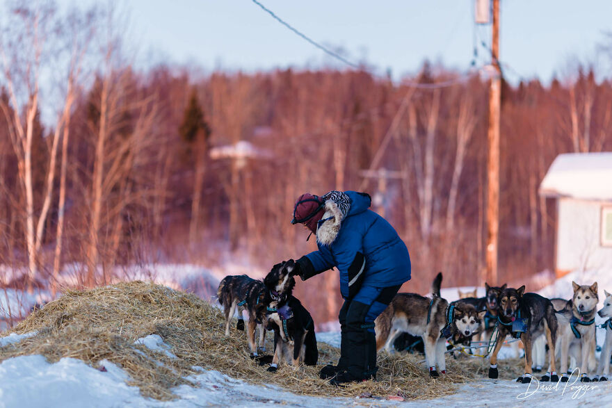 Here Are Some Photos Showing Happy Doggos And Mushers At This Year's Iditarod (12 Pics)