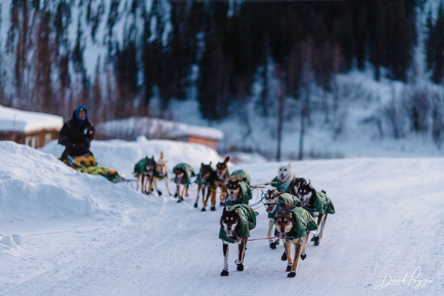 Here Are Some Photos Showing Happy Doggos And Mushers At This Year's Iditarod (12 Pics)