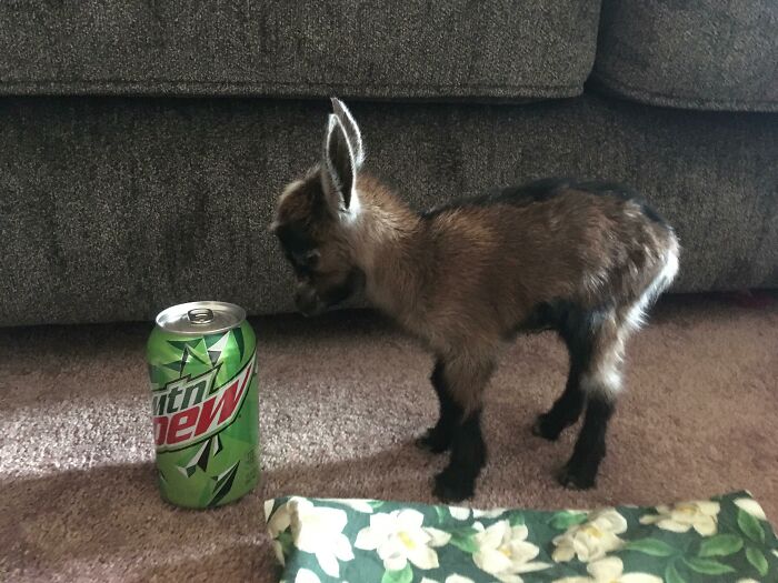 1lb 6oz Nigerian Doeling Born Last Night, Tiny Baby