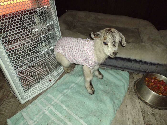 Born 90 Minutes Ago. Already Hogging The Heater