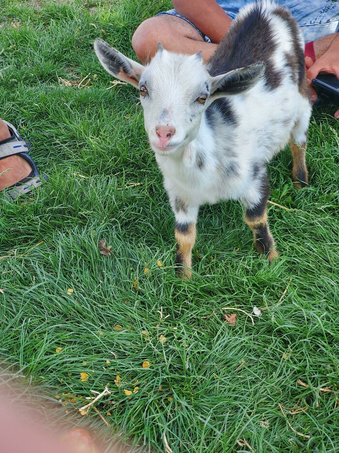 This Is My Hermione Girl Born In April This Picture Was Taken In June. I Have 8 Lovely Goaties