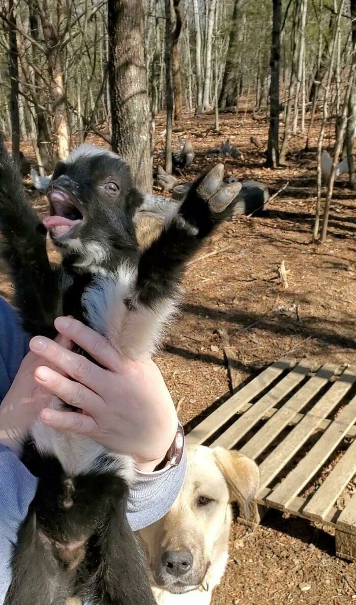 Baby Goat Loving Life