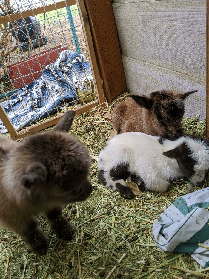 Triplets Born Last Night