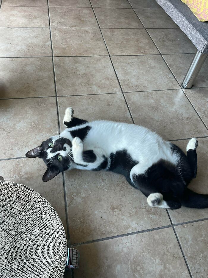 Say Hello To Picasso! Adopted Him Today And Couldn’t Be Happier