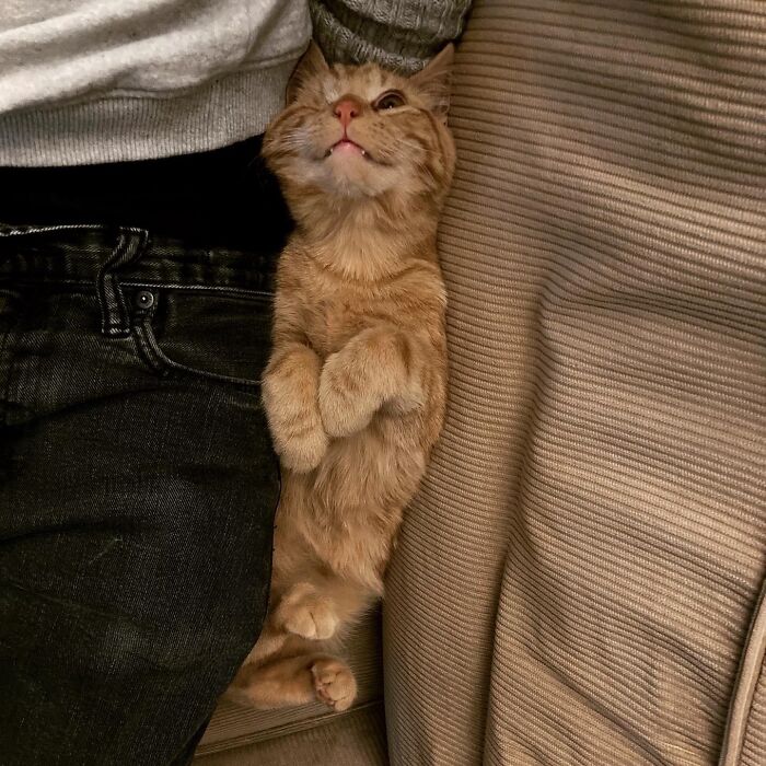 Our Adopted One-Eyed Kitten. Willy