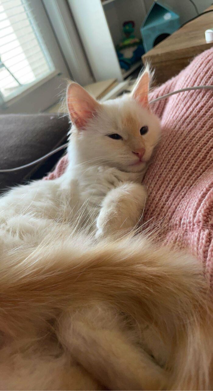 My Beautiful Adopted Baby Romeo, I Can’t Stop Showing Him Off