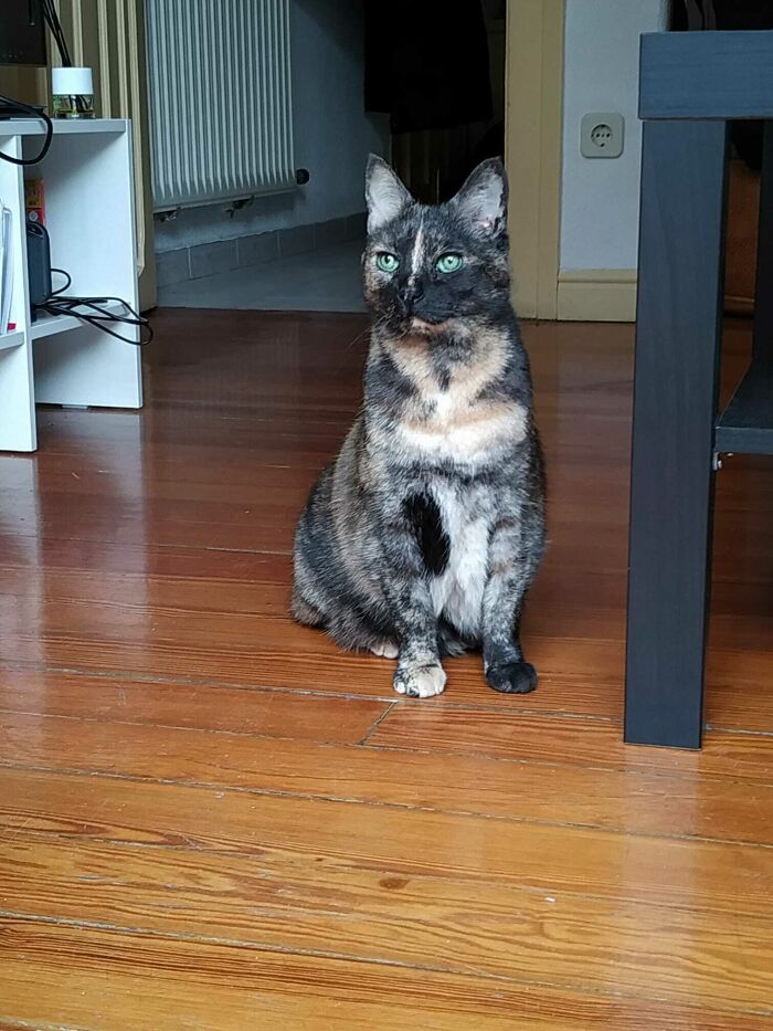 Just Adopted This Old Lady