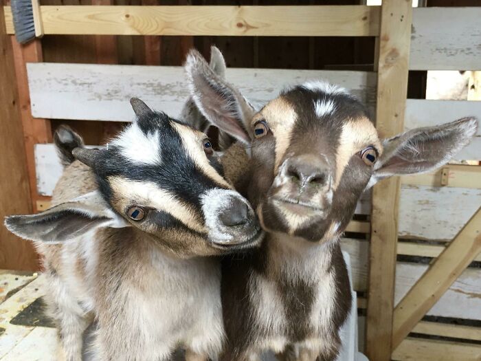 My Buddies Coffee And Coco