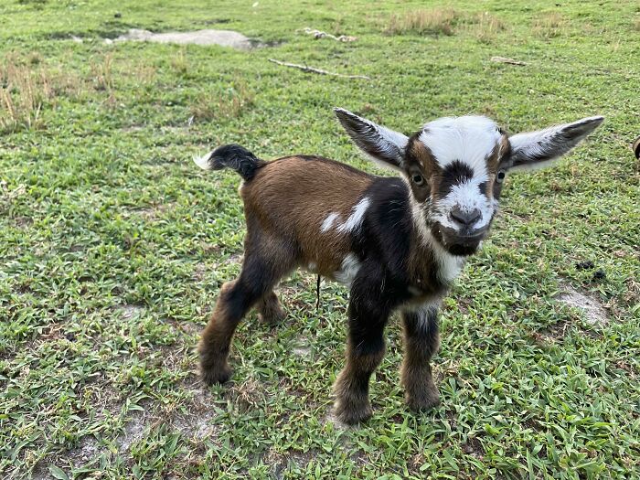 2 Hrs Old, Never Had Ears Stand Up So Soon