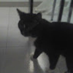 arturoliveira avatar