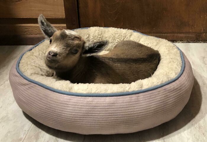 Billy Is Awfully Proud Of Himself For Putting Himself In Bed