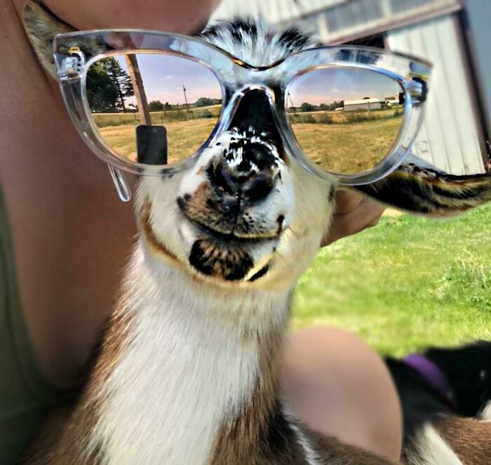 I Am A New Goat Mom, Meet Mikka