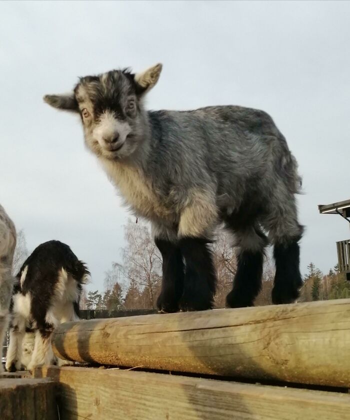 This Goat Baby's Face