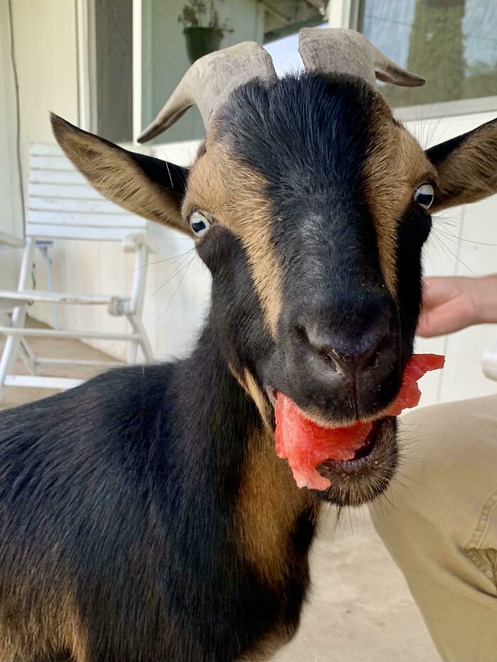 Mojo Lives For Watermelon. I Live For Mojo