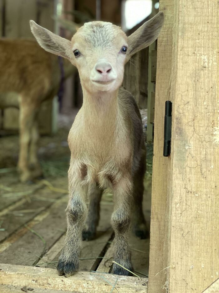 Mabel Here To Sweeten Your Feed