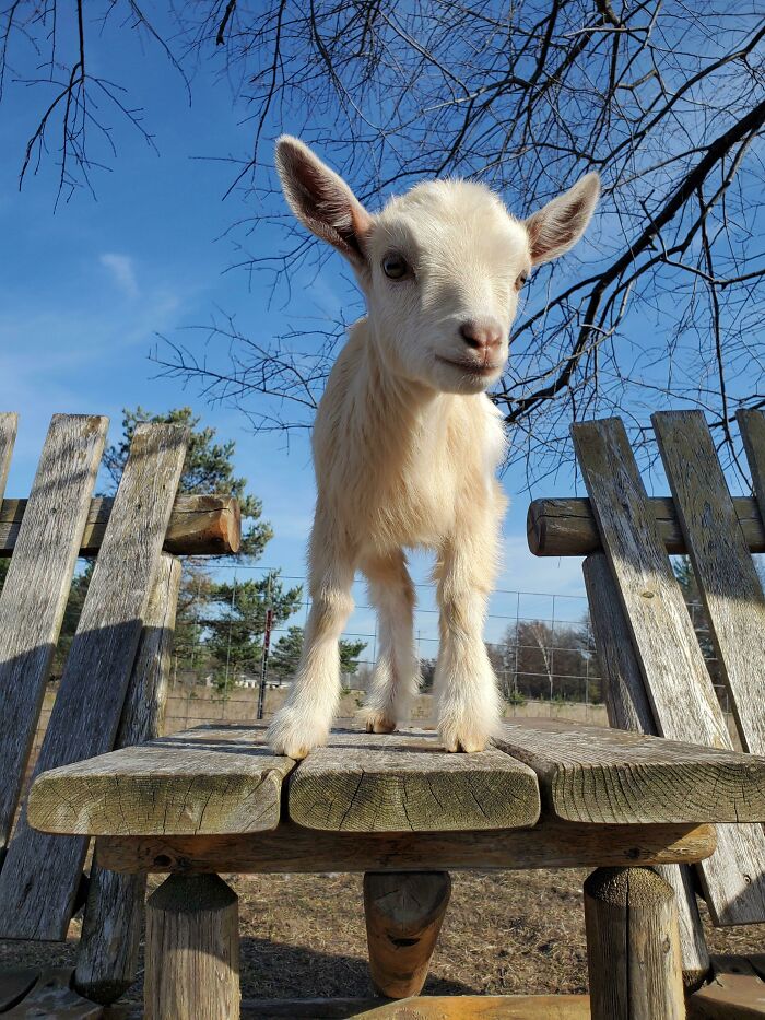 Valkyrie Is Quite The Cutie