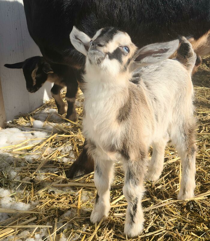 When Your Little Princess Knows That She Is The Little Princess