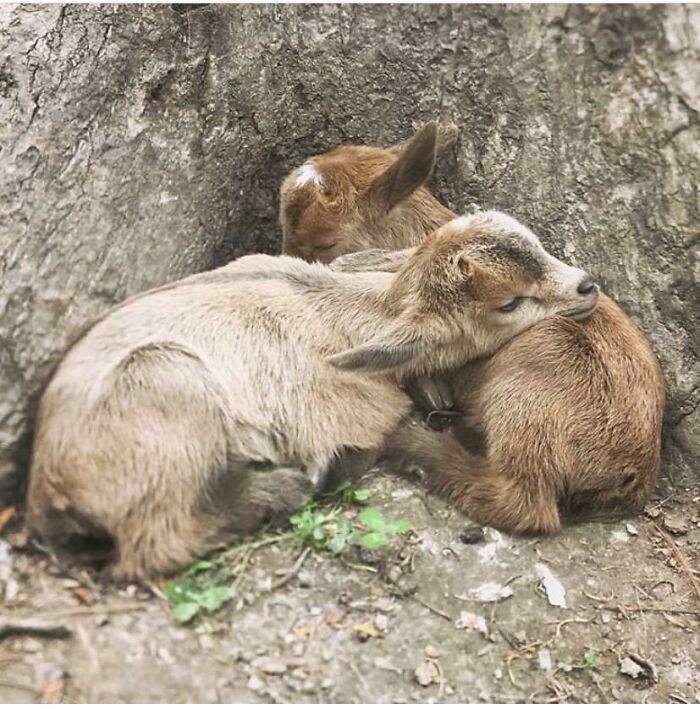 My Sweet Nubians Were Born Monday. Meet Dipper & Mabel