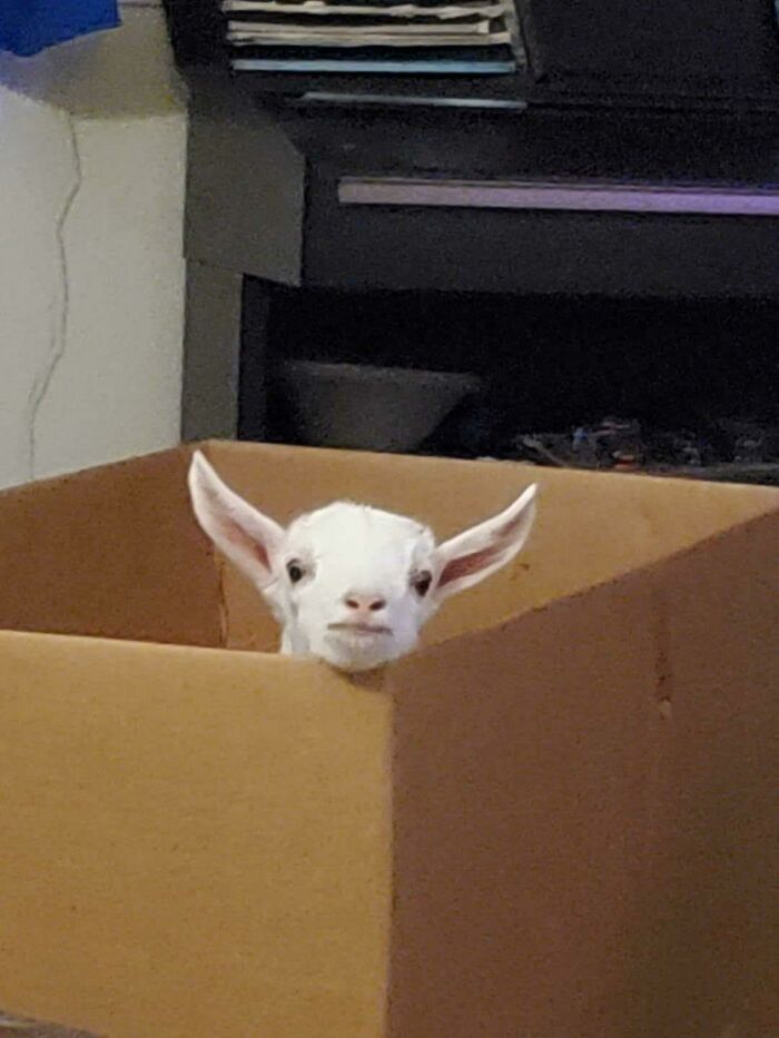 He Stares At You From The Other Side Of The Room