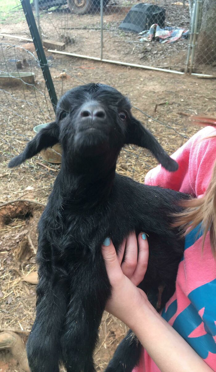 “Mocha” Was Born Yesterday, She’s Already A Little Heart Breaker