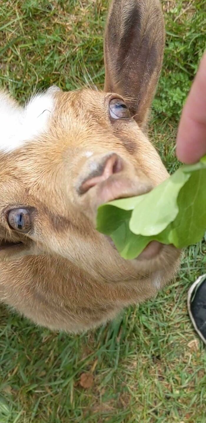 She Just Learned About Lettuce, And Now She Yells At Me When I Walk By The Lettuce Patch. I've Created A Monster