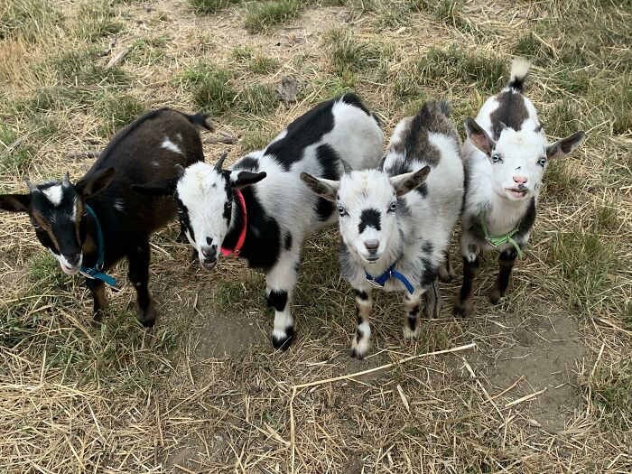 All The Single Ladies