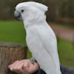 sadistfurret420 avatar